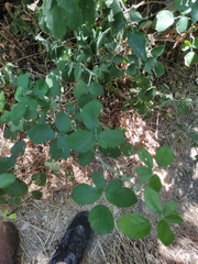 Rubus ulmifolius