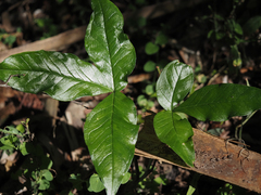 Arisaema acuminatum