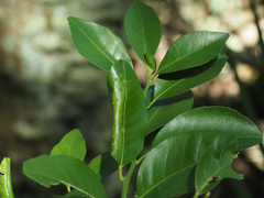 Citrus deliciosa