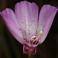 Clarkia cylindrica
