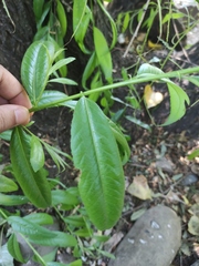 Magnoliopsida