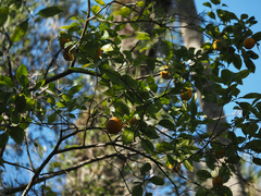 Citrus × aurantium