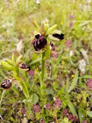 Ophrys mammosa