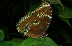 Morpho achilles