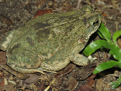 Rhinella granulosa