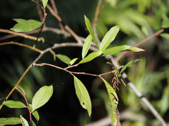 Itea virginica