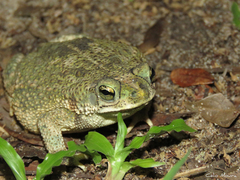 Rhinella granulosa