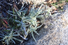 Pseudognaphalium