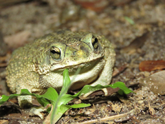 Rhinella granulosa
