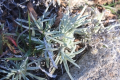 Pseudognaphalium