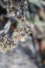 Pseudognaphalium