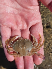 Ovalipes australiensis