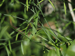 Orthosia scoparia