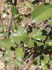 Berberis chilensis