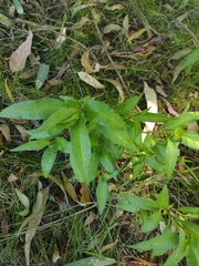 Cestrum parqui
