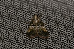 Orthaga atribasalis