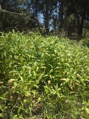 Cestrum parqui