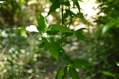 Dicliptera squarrosa