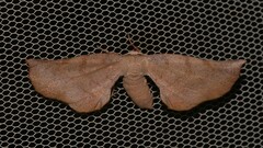 Parepisparis multicolora