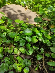 Hydrocotyle ranunculoides