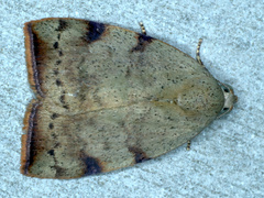 Detounda leptoplasta
