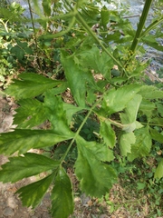 Magnoliopsida