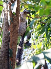 Sciurus variegatoides dorsalis