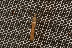 Uracanthus parallelus