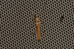 Uracanthus parallelus