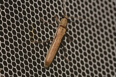 Uracanthus parallelus