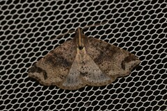 Lithilaria proestans