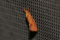 Crepidosceles chryserythra