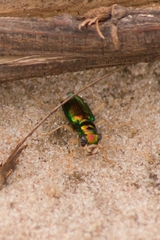 Tetracha