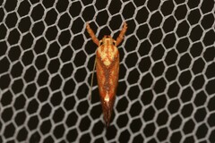 Crepidosceles chryserythra