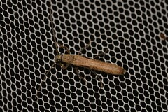 Uracanthus parallelus