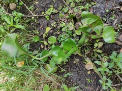 Pontederia crassipes