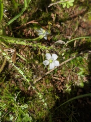 Drosera finlaysoniana