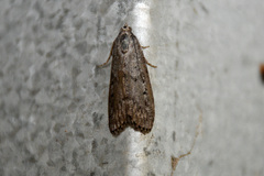 Heteromicta pachytera