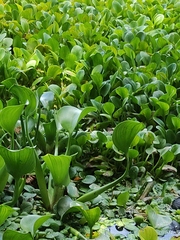 Pontederia crassipes