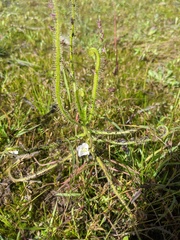 Drosera finlaysoniana