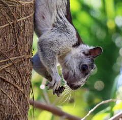 Sciurus variegatoides dorsalis