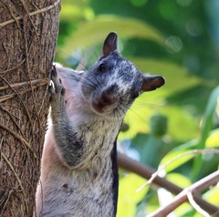 Sciurus variegatoides dorsalis