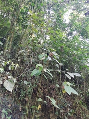 Hypopyrrhus pyrohypogaster