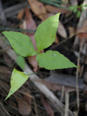 Arisaema acuminatum