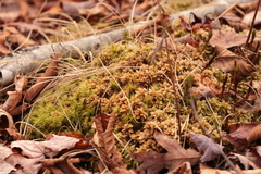 Sphagnum squarrosum