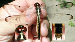 Libellula incesta