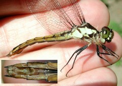 Libellula incesta
