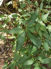 Cestrum parqui