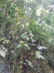 Hypopyrrhus pyrohypogaster