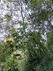 Hypopyrrhus pyrohypogaster